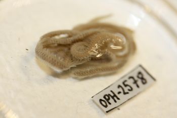 Media type: image;   Invertebrate Zoology OPH-2578 Description: Preserved specimen.;